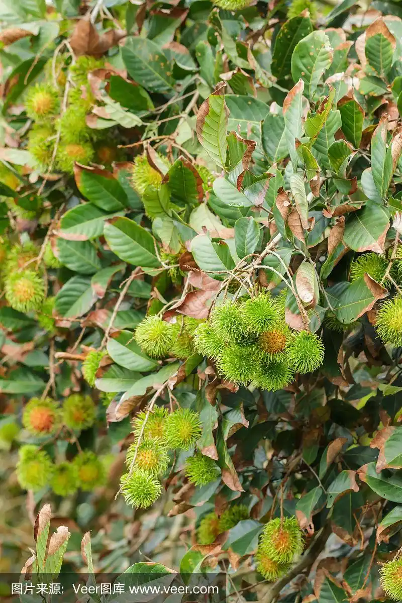 热带水果,红毛丹树上