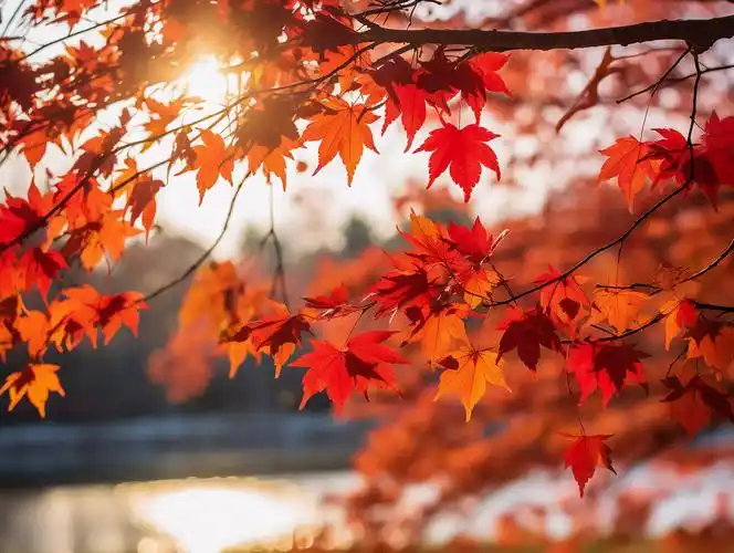 秋天秋色温暖阳光下的立秋红色枫叶风景壁纸图田园餐饮唯美农民种植