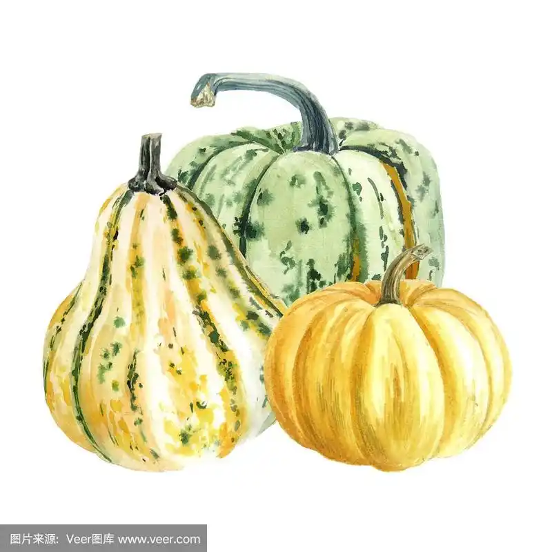 南瓜画在水彩.
