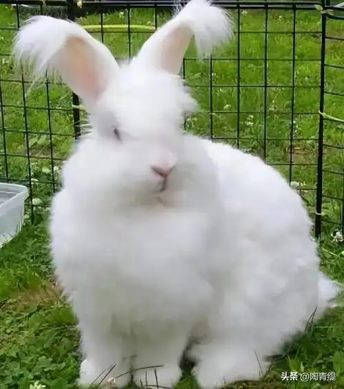 你养的兔子为什么总是死掌握这76种兔子习性让你轻松养兔