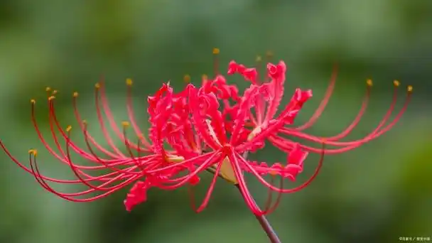 彼岸花是一种生长在墓地等地的奇特植物,它的花朵十分艳丽,但只有单片