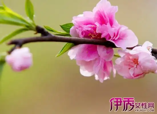 【他】桃花开花季节是几月 其栽培技术和生长特性如何