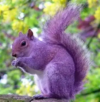 美国草莓3,紫色甲壳虫2,赭色海星1,紫色海蜗牛世界上十种奇特紫色动物