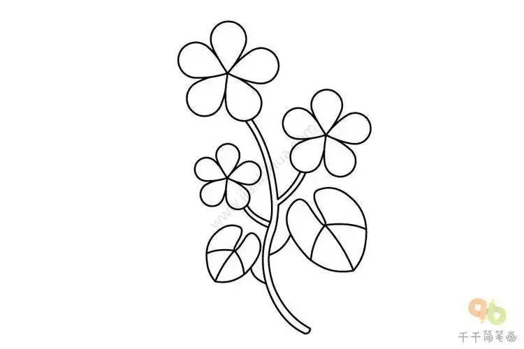 如何画天竺葵简笔画