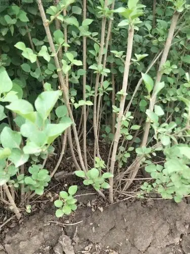 丁香花花语忧愁思念光辉寓意着爱情和暗结同心的希望