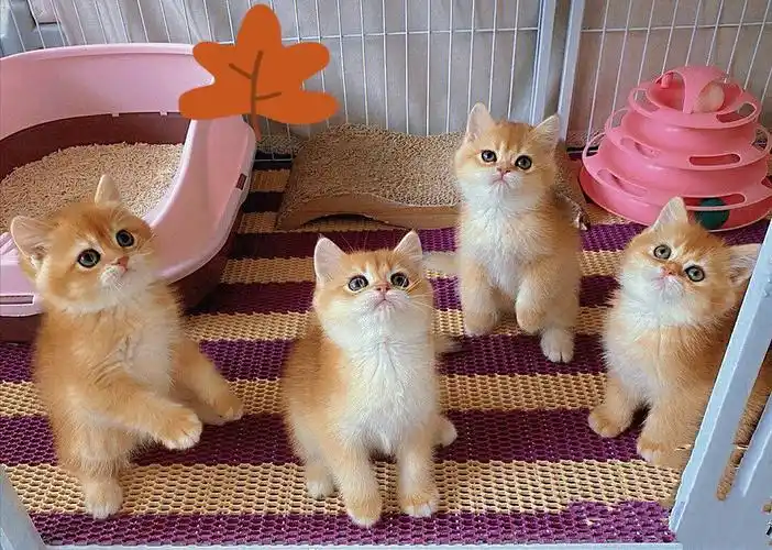 成都自家繁育的一窝金渐层