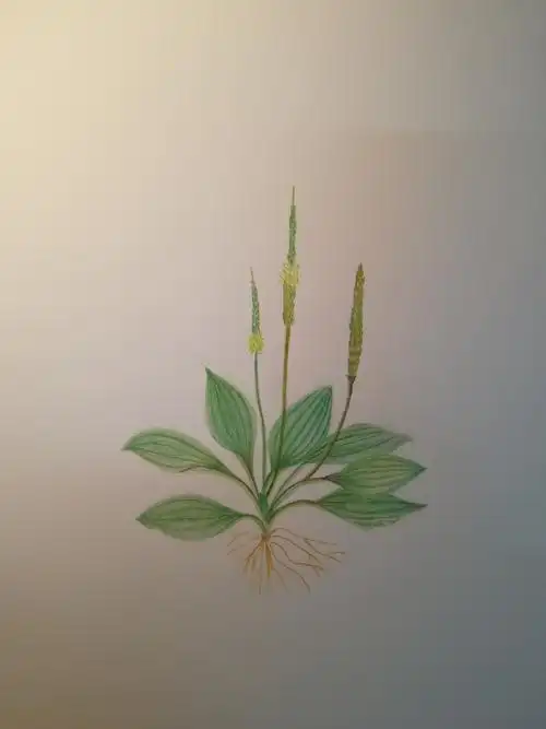 彩铅绘诗经里的植物五芣苢车前草