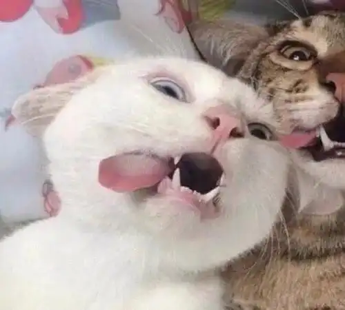 沙雕智障情侣头像cp,一看就有大病的情侣头像图片 _ qq昵称大全