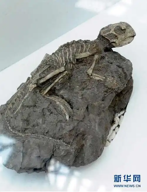 广东科学中心展出在辽宁义县发掘出的,长30厘米鹦鹉嘴龙化石.