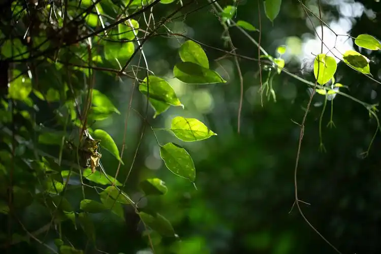 树叶与光影