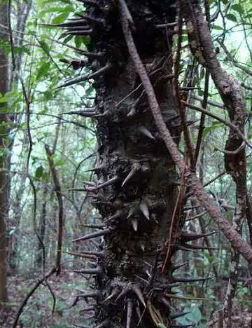 围墙种几颗"刺树",贼人不敢爬,野物不敢闯,安全护家净化空气