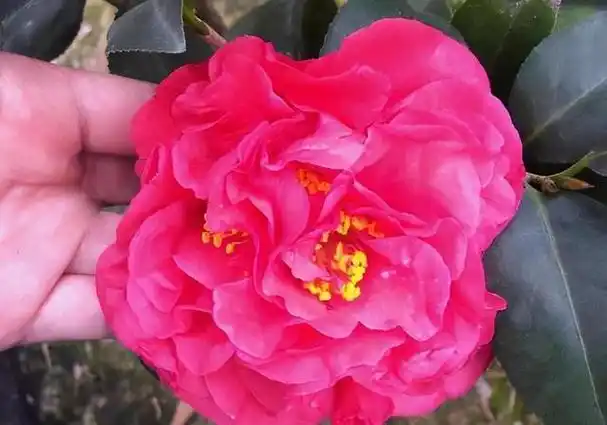 克瑞墨大牡丹,花大色艳香味浓,耐寒耐热,当属茶花之王