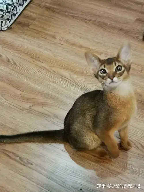 古埃及的猫和神的联系阿比西尼亚猫