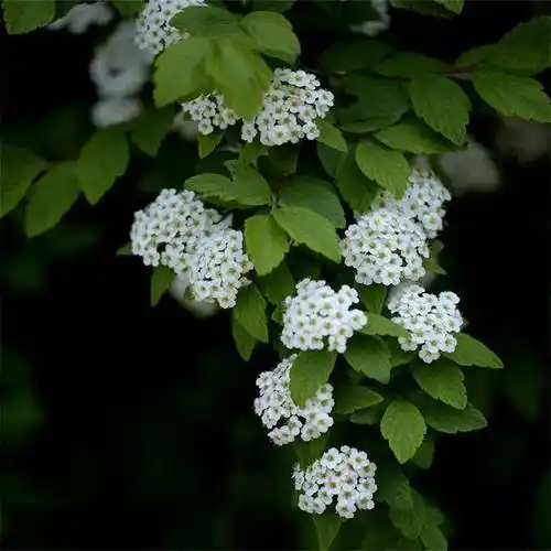 基地出售三裂绣线菊 庭院行道绿化 园林花篱花径观赏树种