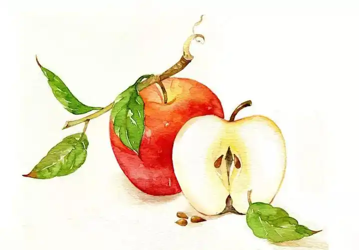 日常的果蔬 | 适合水彩入门练习素材