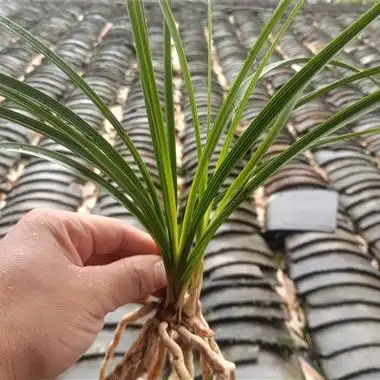 蕙兰精品黄草黄心草黄斑草 - 中国兰花交易网