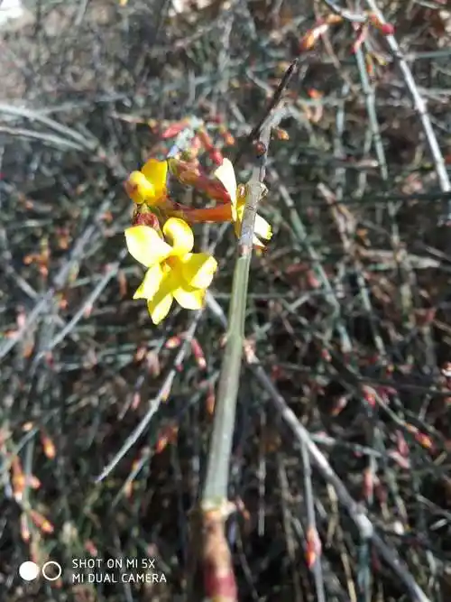 记录春天的迎春花