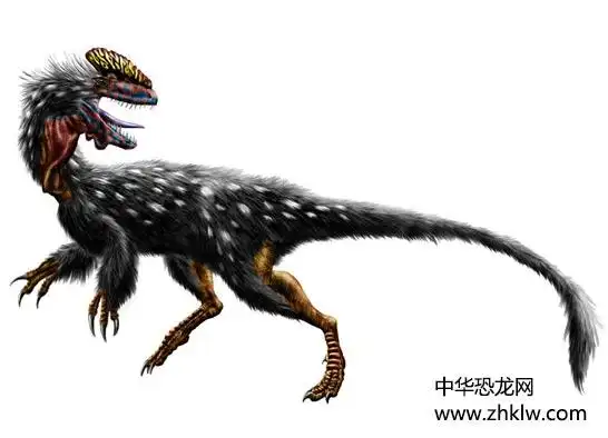 五彩冠龙侏罗纪肉食恐龙