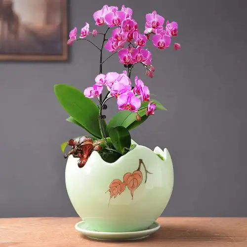 花盆简约陶瓷多肉专用蝴蝶兰绿植吊兰家用托盘花盆