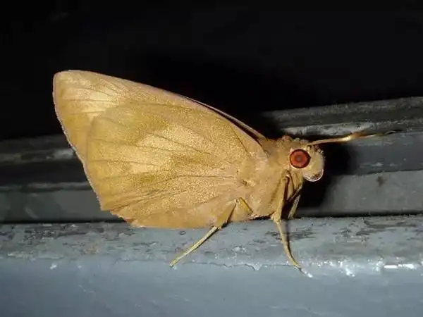 千万要小心毒飞蛾肆虐内江两镇接触后皮肤瘙痒长疙瘩