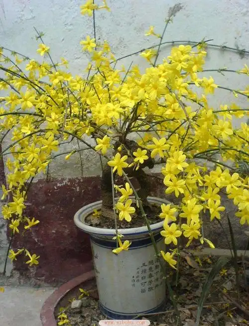 四菱形迎春花花期较长一般在35月开花,可达50天之久浆果黑紫色2迎春花