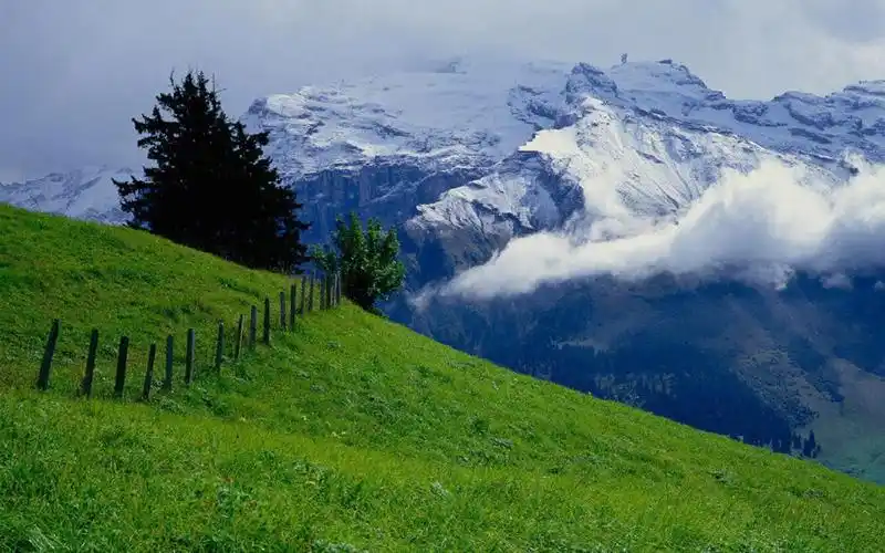 护眼绿色风景,高清图片,电脑桌面-壁纸族