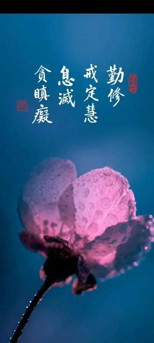 壁纸|佛系壁纸而已