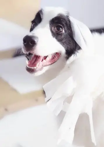 狗哥一笑百媚生