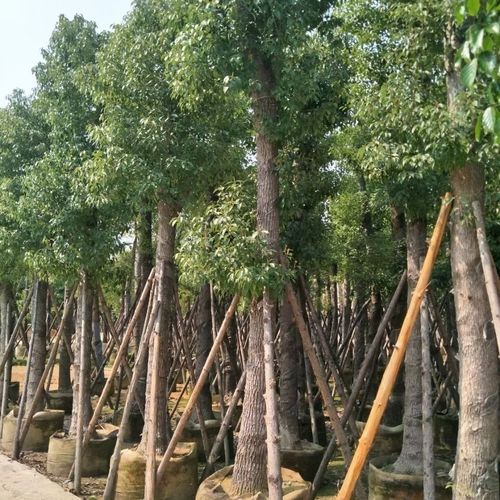 各种规格香樟树驱蚊可遮阳大树四季常青高档植物香樟树大型别墅树