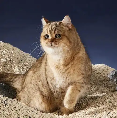 金渐层猫咪模特