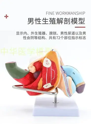 男性内外生殖器官模型男性生殖解剖模型睾丸模型阴茎模型
