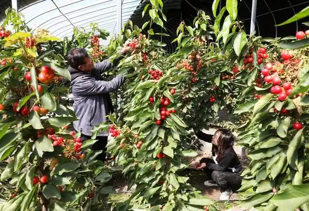 春寒时节,张家口市沽源县元宝山村樱桃种植园70个温室大棚暖意融融,万