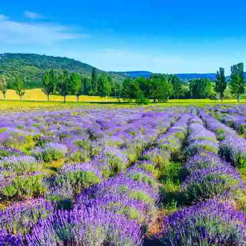 紫色花朵微信图像_微信头像图片大全