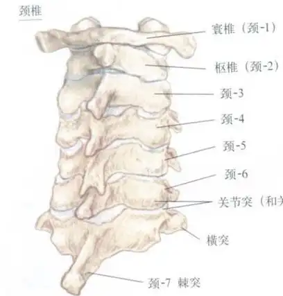 图片是我们颈椎解剖简易图,可以看出我们的颈椎一共有7节.