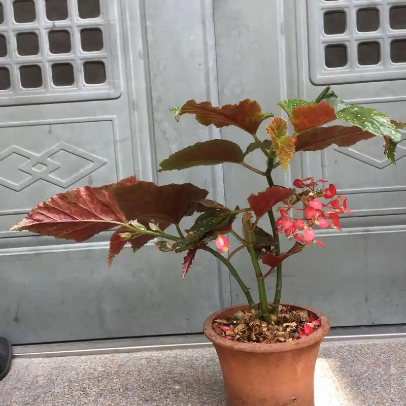 竹节海棠花用什么样的土栽培好?竹节海棠开花爆盆2要点