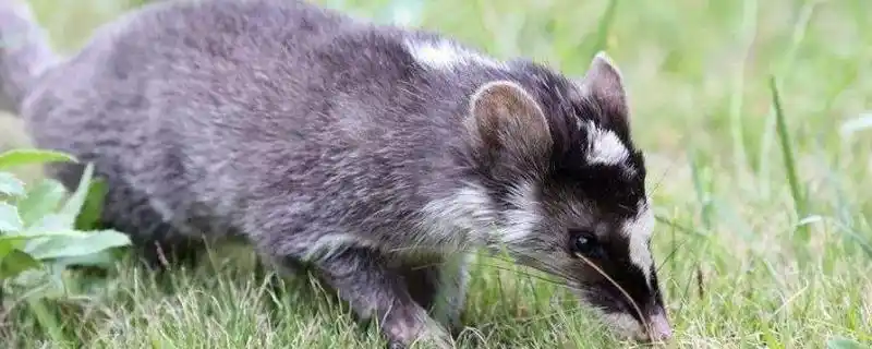 白面狸和果子狸的区别果子狸的生活习性