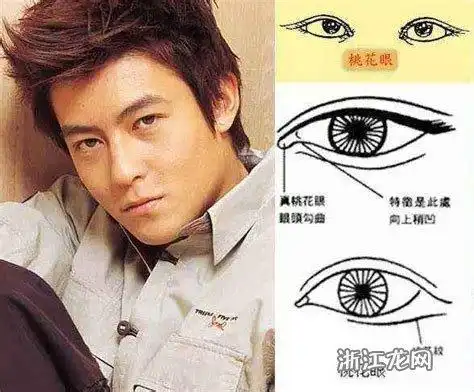 桃花眼的面相解析