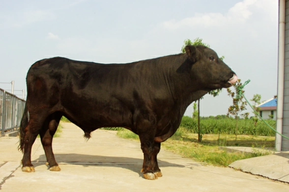 安格斯牛品种性能