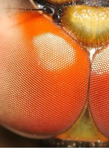 苍蝇有多少眼睛