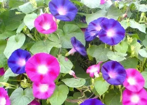 喇叭花的作用与价值