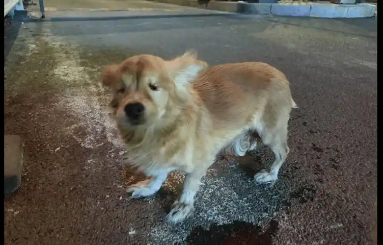 原创一只双眼看不见的流浪狗不小心跑到马路上好心人靠近它却龇牙