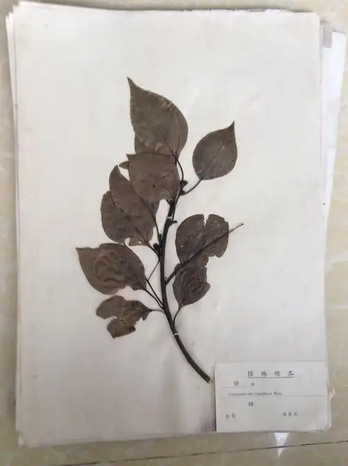 植物标本樟科樟