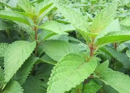 原创这种野草能治愈肝炎肝硬化腹水每天一棵就行连医院都在用