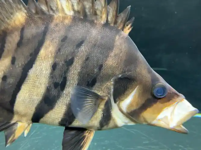 虎鱼捕食最大管吸