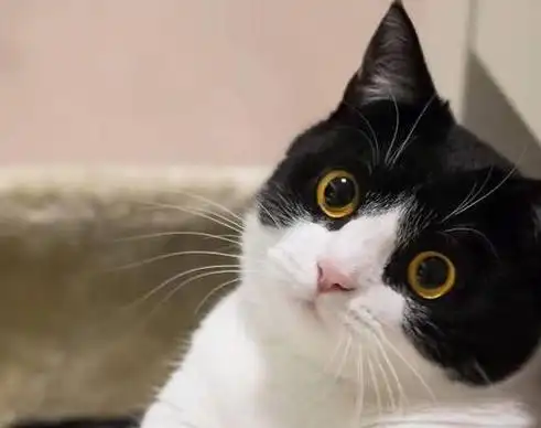 影帝级别的牛奶猫两只圆圆的大眼睛随手照一张都是表情包