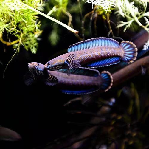 雷龙雷龙鱼龙鱼七彩黄金黄金眼眼镜阿萨姆淡水鱼热带鱼