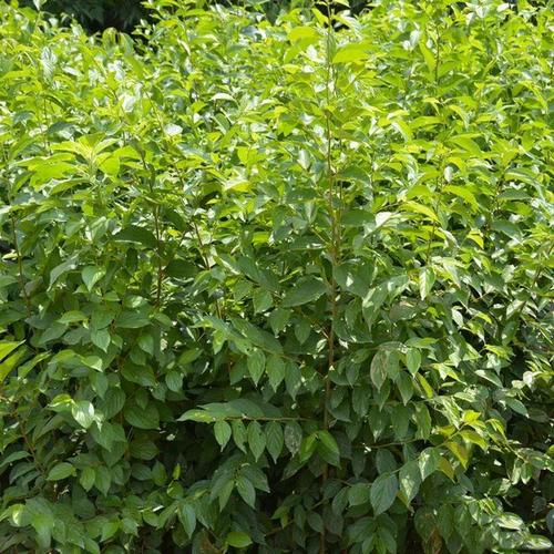 大叶朴树种子别称大叶白麻子小叶朴树落叶乔 林木种子遮荫树种