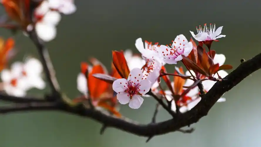 紫叶李图片高清电脑桌面壁纸