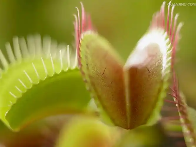 p>维纳斯捕蝇草非常美丽 a target="_blank" href="/item/食虫植物