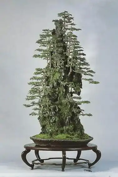 漂亮的附石盆景,令人爱不忍释_石式_养护_山石